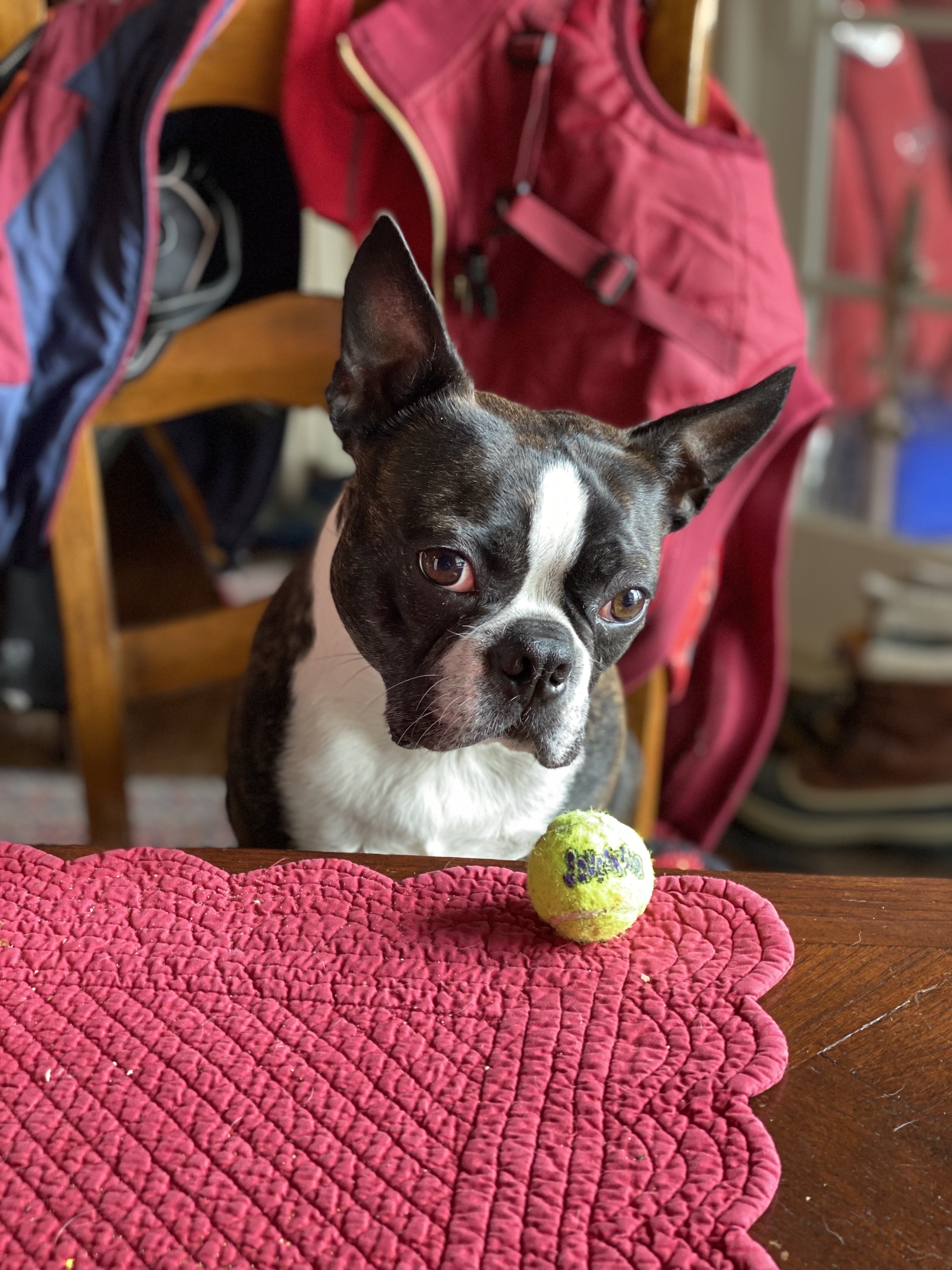 Boston terrier watching a tennis ball at the table