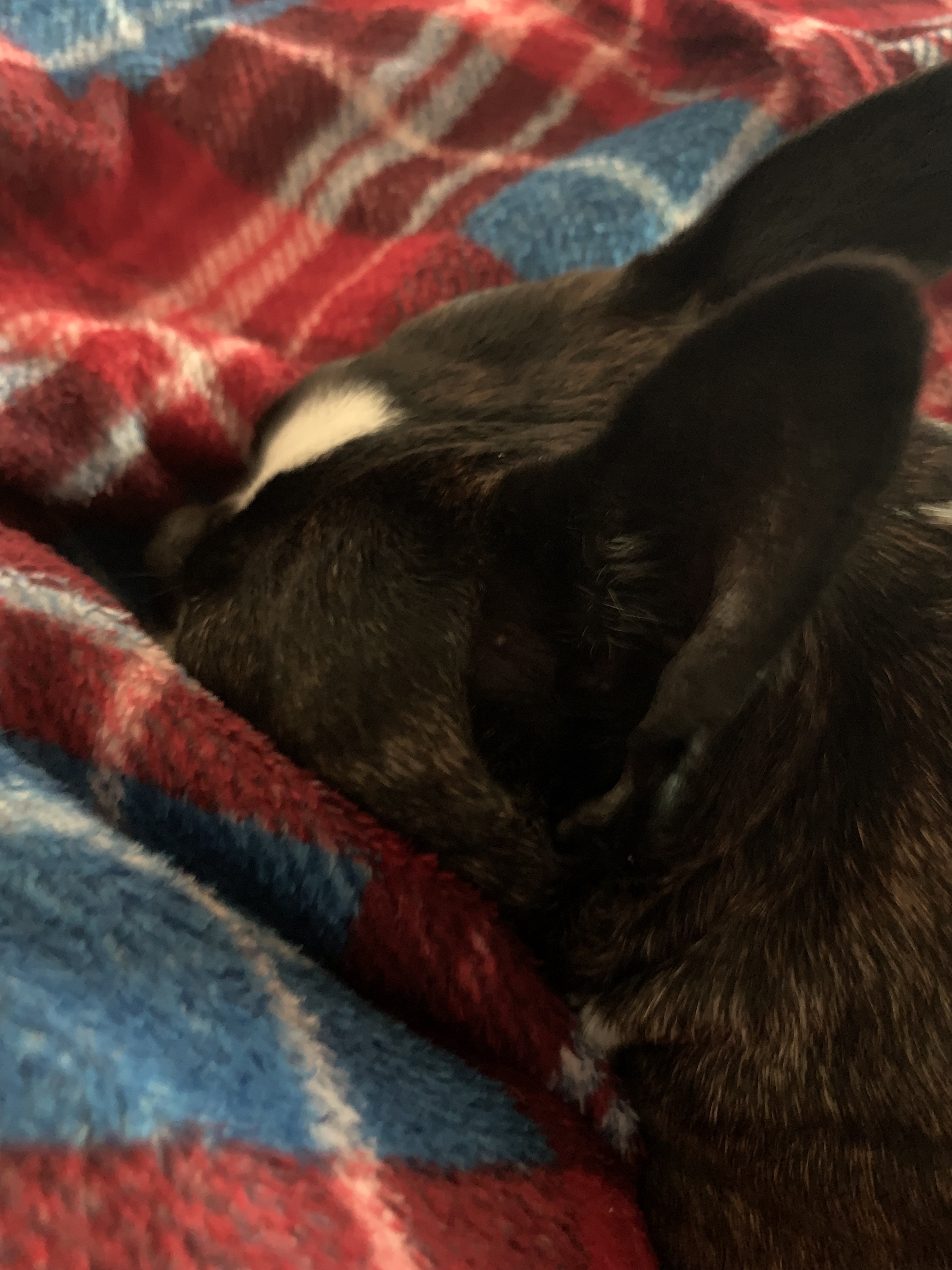 Fitz sleeping with his face buried in a plaid blanket, only his head is visible