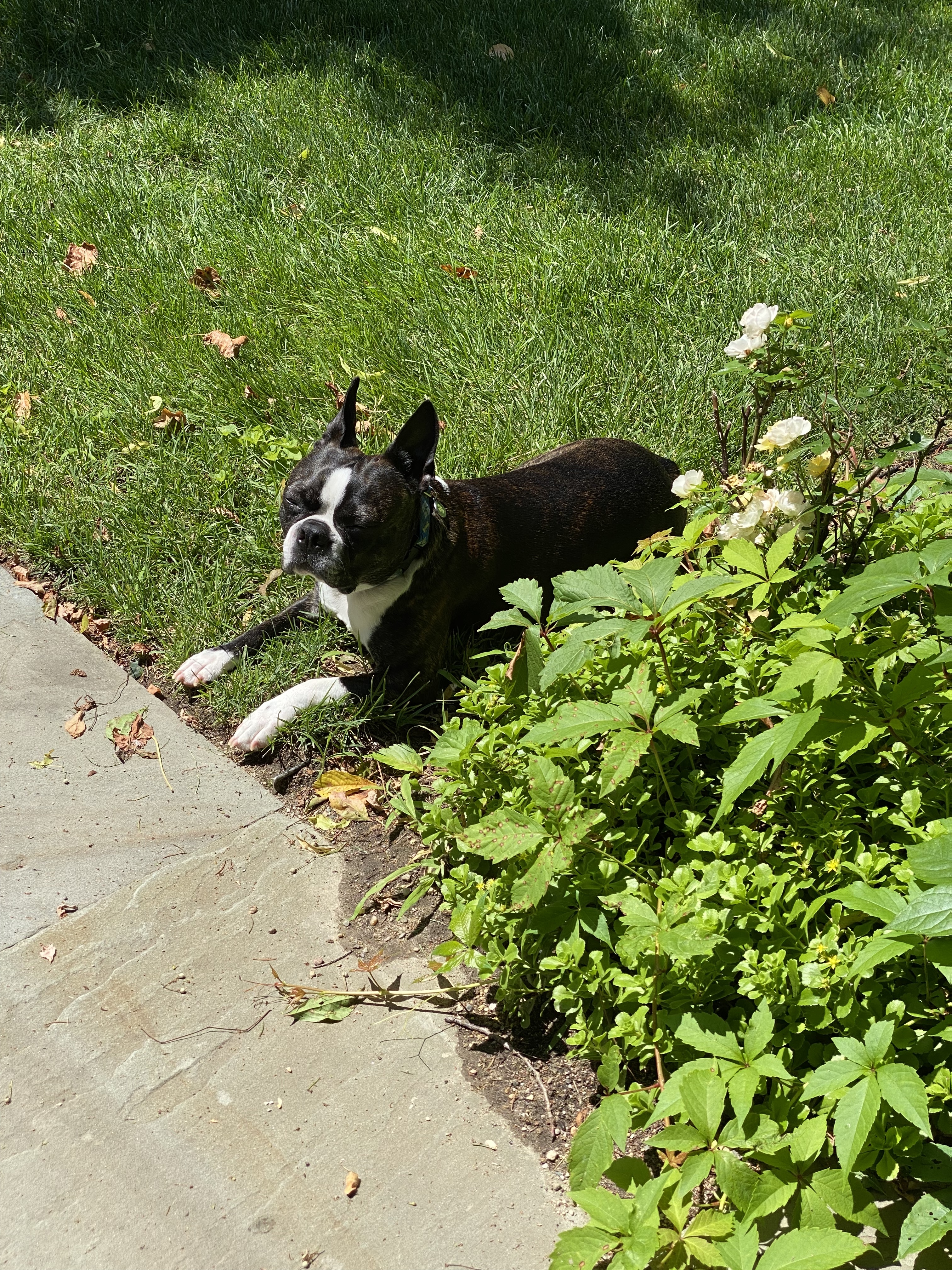 Fitz laying out on the lawn in the grass