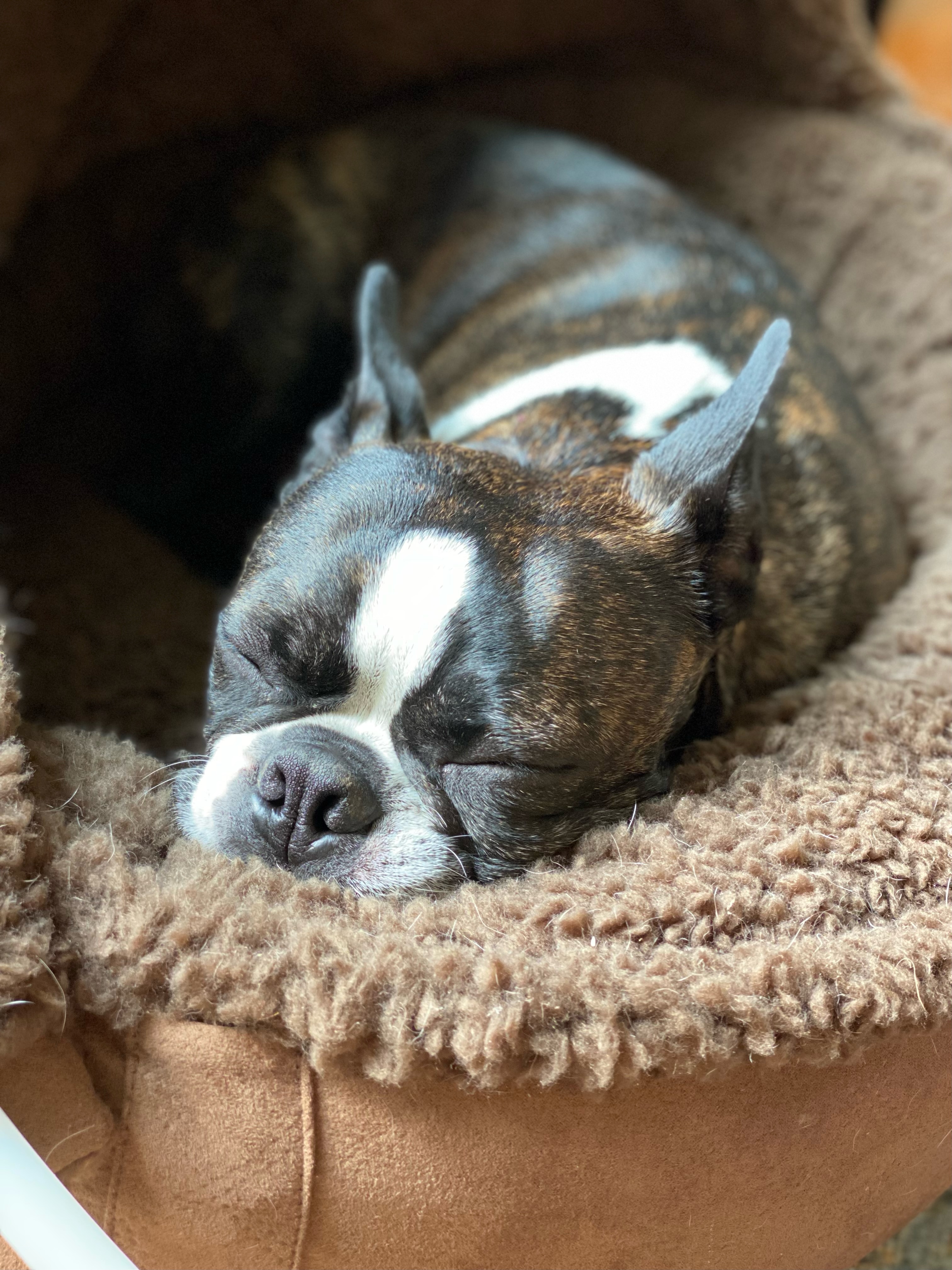 Fitz sleeping in a fuzzy dog bed