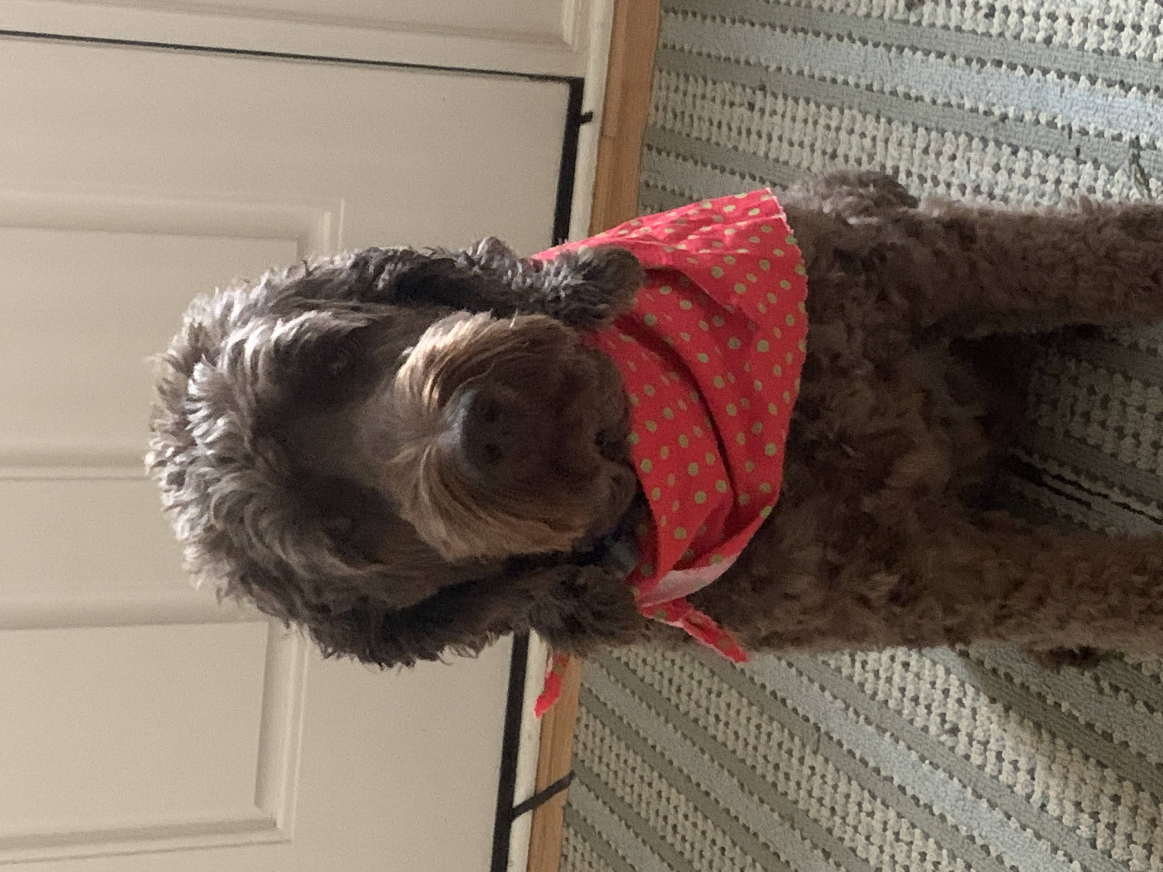 Brown labradoodle wearing an orange bandana