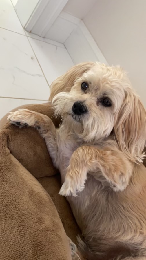 Toby laying on a bed