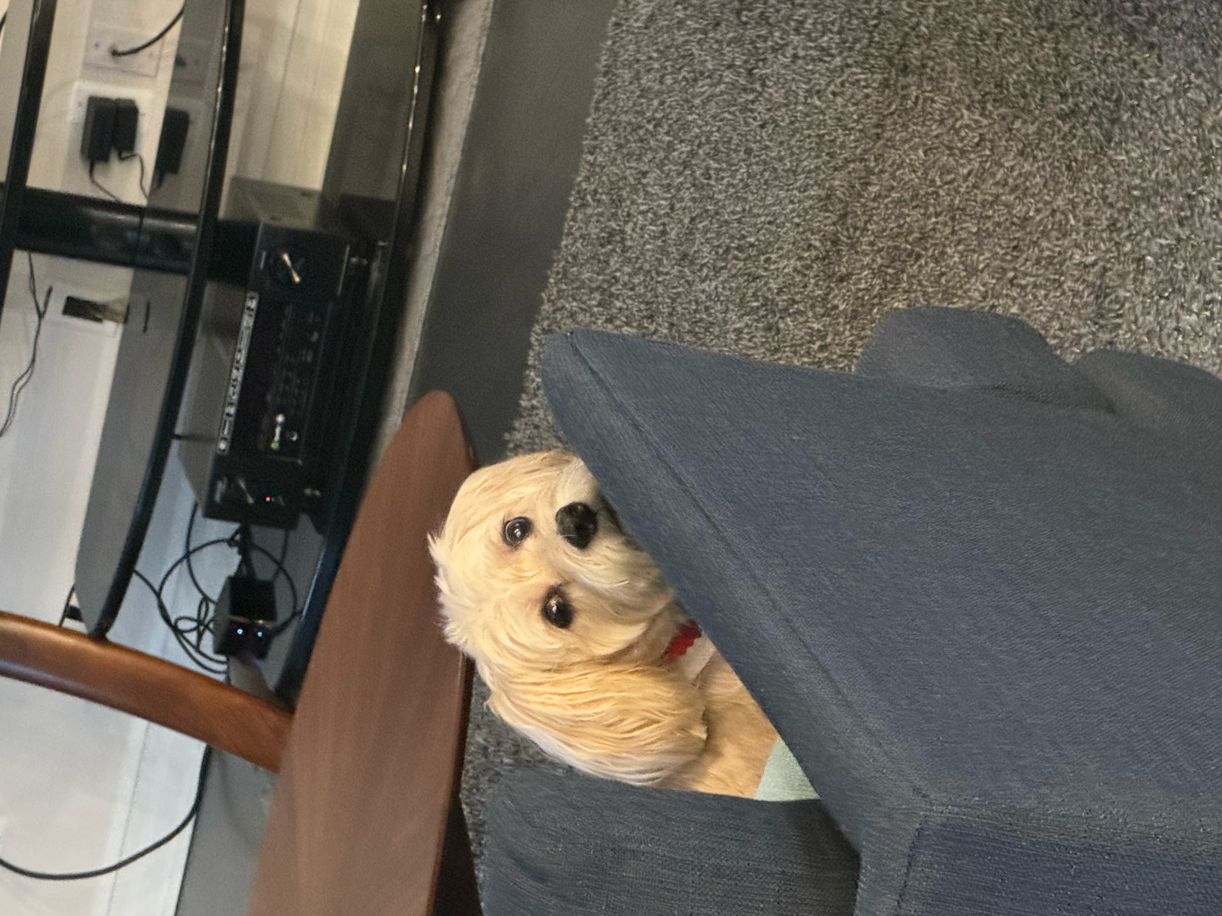 Toby peeking his head above a sofa